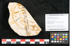 Foto (Objekt + Etikett) von Banksia hovelli Ettingshausen 1887 (NHMW-GEO-2024-0188-10379)